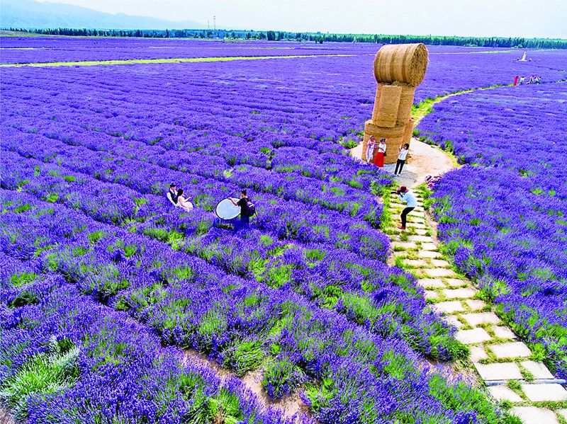 薰衣草